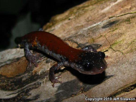 Yonahlossee Salamander (Plethodon yonahlossee)