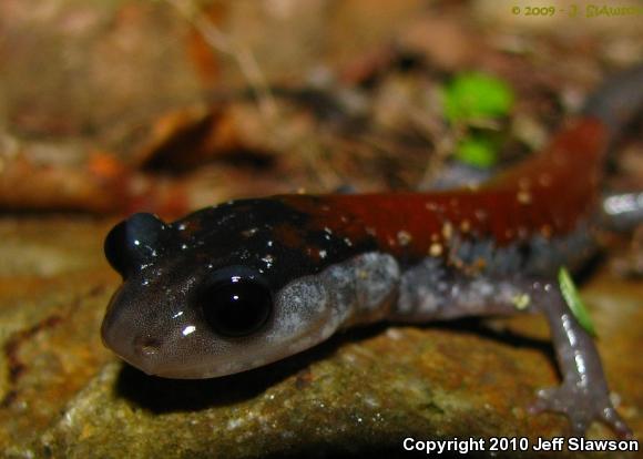 Yonahlossee Salamander (Plethodon yonahlossee)