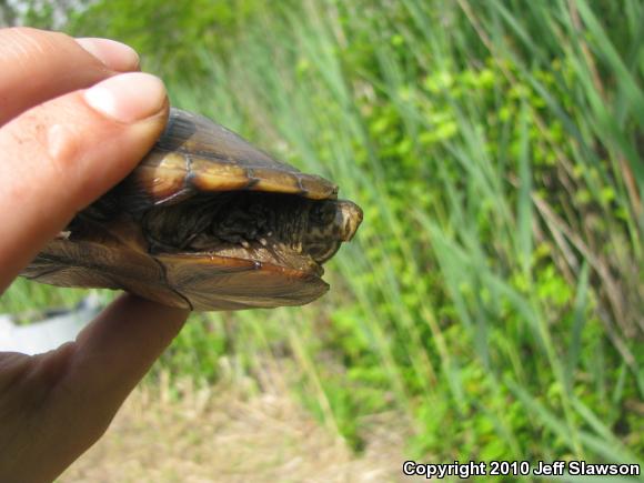 Eastern Mud Turtle (Kinosternon subrubrum subrubrum)