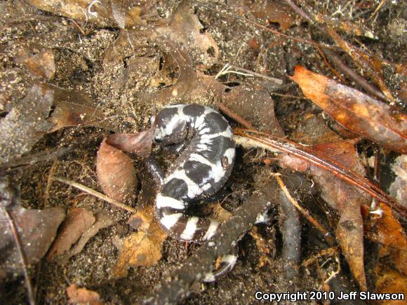 Marbled Salamander (Ambystoma opacum)