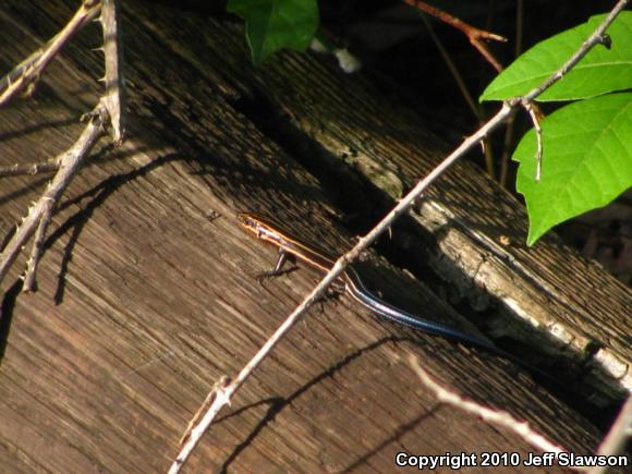 Five-lined Skink (Plestiodon fasciatus)