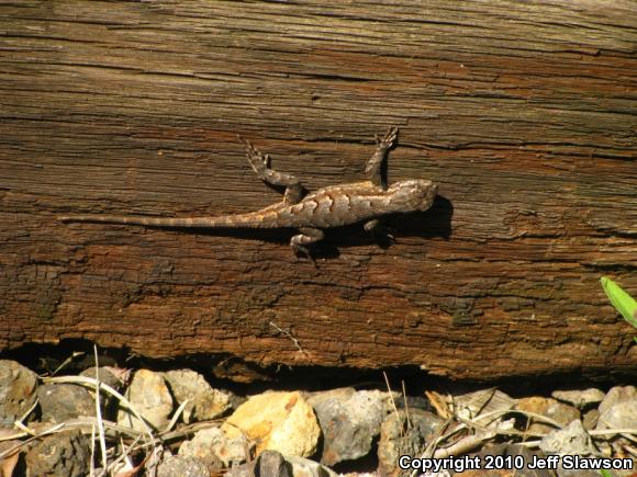 Eastern Fence Lizard (Sceloporus undulatus)