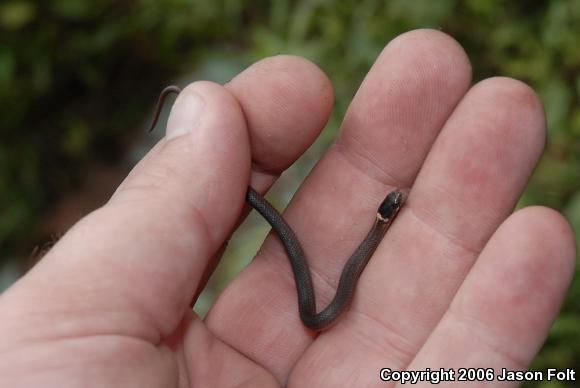 Red-bellied Snake (Storeria occipitomaculata)