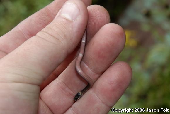 Red-bellied Snake (Storeria occipitomaculata)