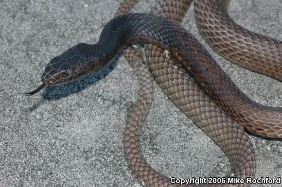 Eastern Coachwhip (Coluber flagellum flagellum)