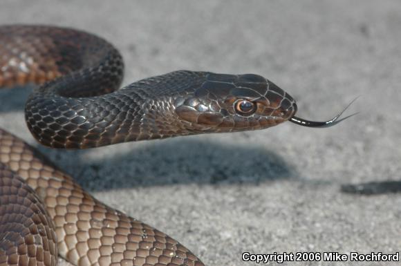 Eastern Coachwhip (Coluber flagellum flagellum)