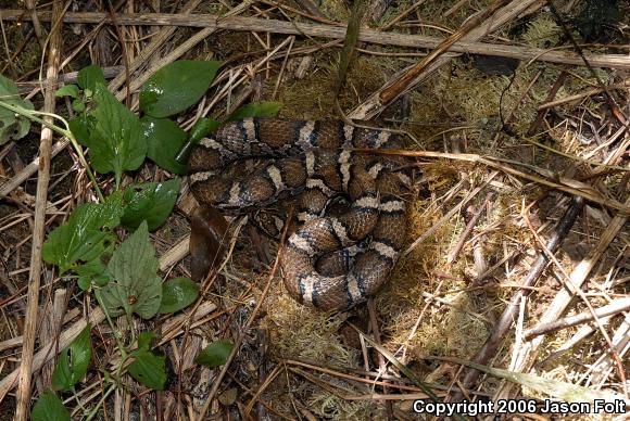 Eastern Milksnake (Lampropeltis triangulum triangulum)