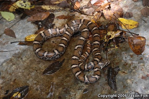 Eastern Milksnake (Lampropeltis triangulum triangulum)