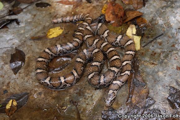 Eastern Milksnake (Lampropeltis triangulum triangulum)