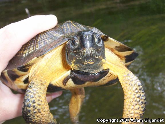 Wood Turtle (Glyptemys insculpta)