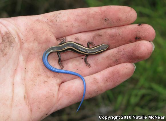 Western Skink (Plestiodon skiltonianus skiltonianus)