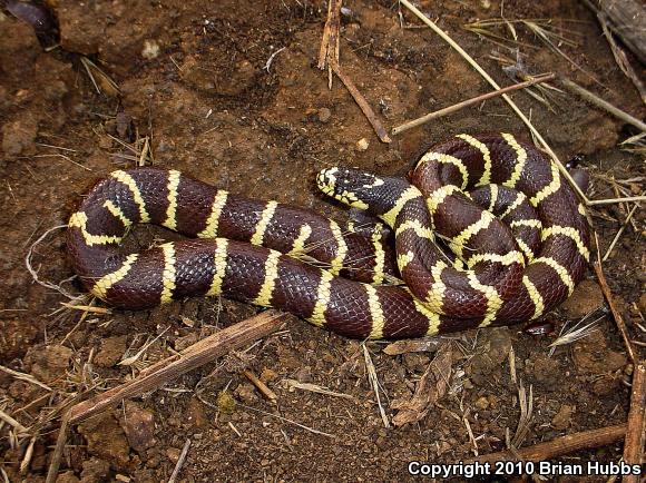 California Kingsnake (Lampropeltis getula californiae)