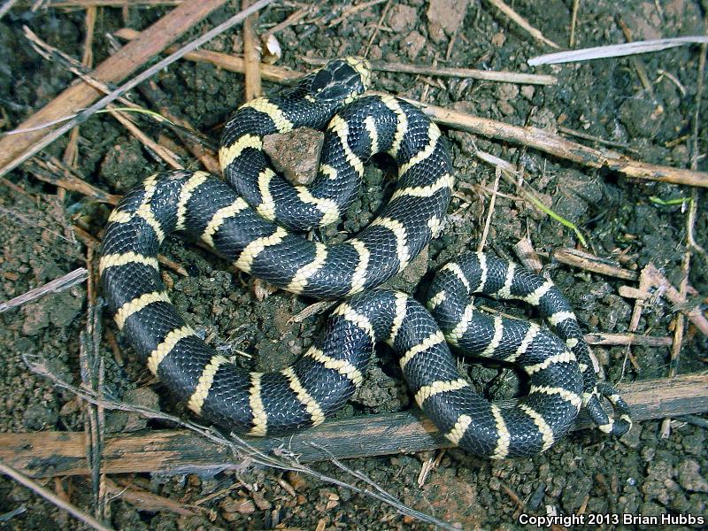 California Kingsnake (Lampropeltis getula californiae)