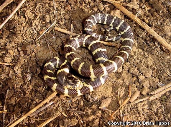 California Kingsnake (Lampropeltis getula californiae)