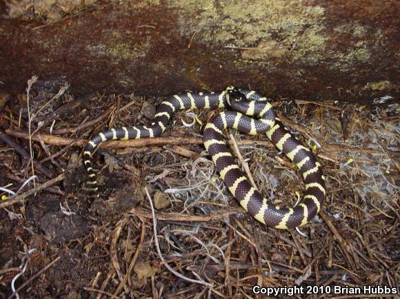 California Kingsnake (Lampropeltis getula californiae)