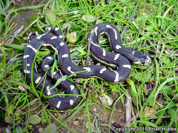 California Kingsnake (Lampropeltis getula californiae)