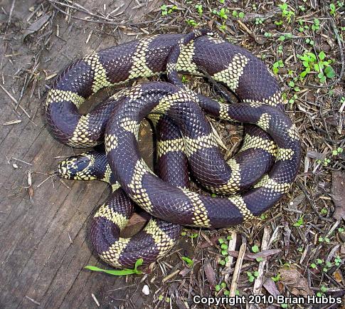 California Kingsnake (Lampropeltis getula californiae)