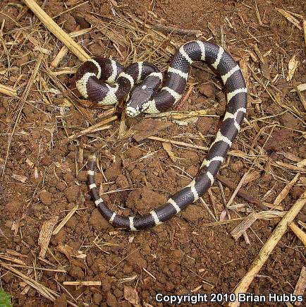 California Kingsnake (Lampropeltis getula californiae)