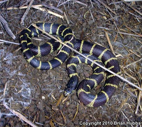 California Kingsnake (Lampropeltis getula californiae)