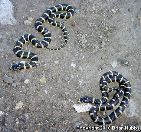 California Kingsnake (Lampropeltis getula californiae)