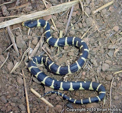 California Kingsnake (Lampropeltis getula californiae)