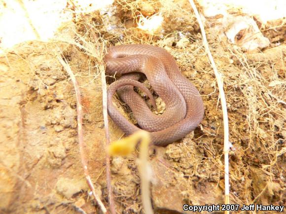 Mountain Earthsnake (Virginia valeriae pulchra)