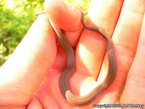 Mountain Earthsnake (Virginia valeriae pulchra)