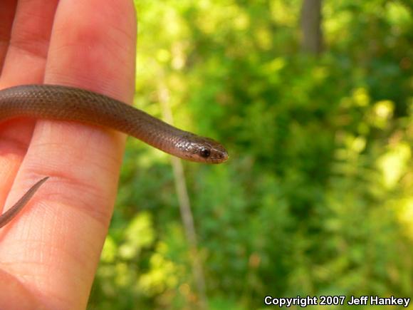 Mountain Earthsnake (Virginia valeriae pulchra)