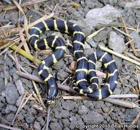 California Kingsnake (Lampropeltis getula californiae)