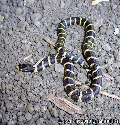 California Kingsnake (Lampropeltis getula californiae)