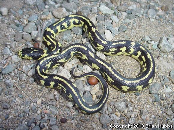 California Kingsnake (Lampropeltis getula californiae)