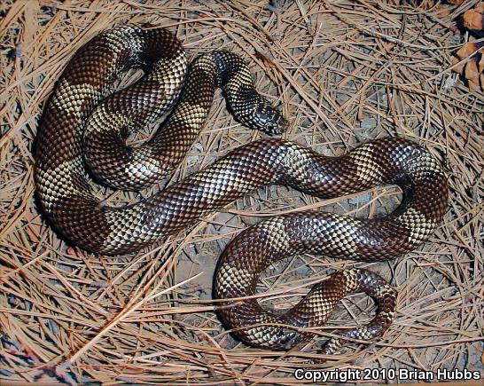 Apalachicola Kingsnake (Lampropeltis getula meansi)