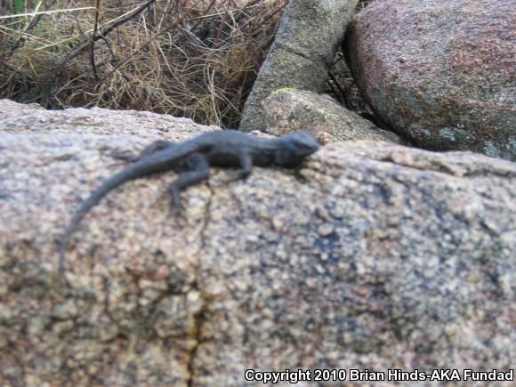 Great Basin Fence Lizard (Sceloporus occidentalis longipes)