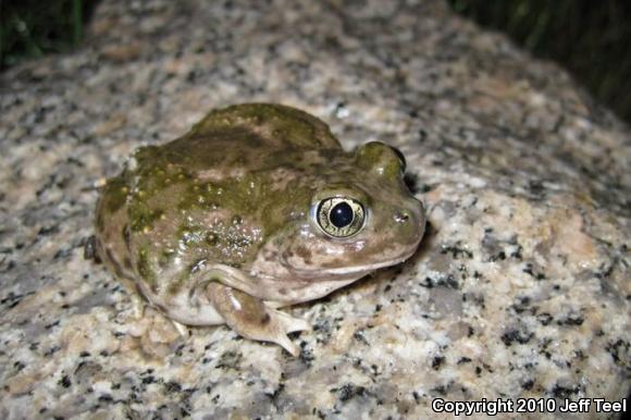 Western Spadefoot (Spea hammondii)