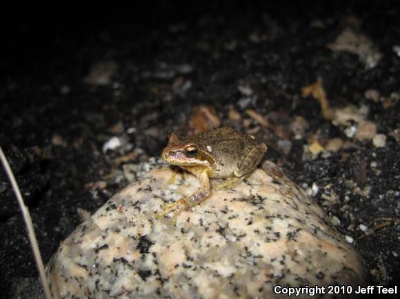 Baja California Treefrog (Pseudacris hypochondriaca)