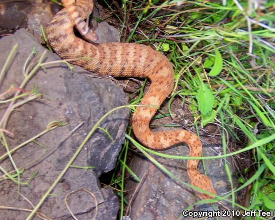 Southwestern Speckled Rattlesnake (Crotalus mitchellii pyrrhus)