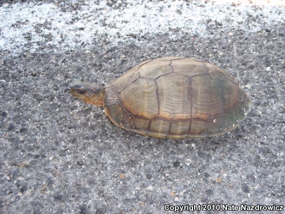 Furrowed Wood Turtle (Rhinoclemmys areolata)