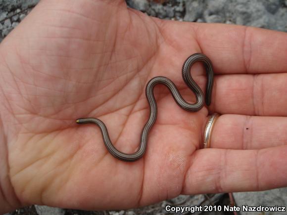 Black Threadsnake (Leptotyphlops goudotii)