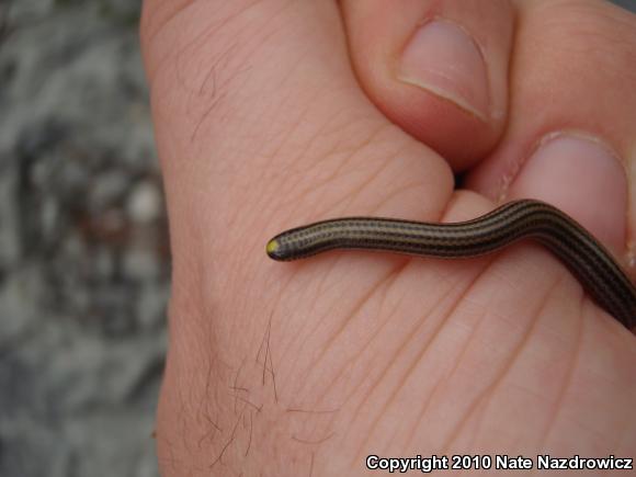 Black Threadsnake (Leptotyphlops goudotii)