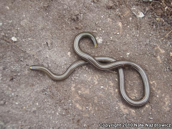 Black Threadsnake (Leptotyphlops goudotii)