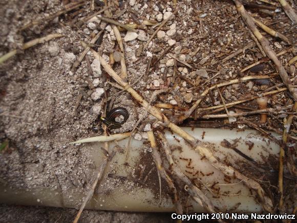 Black Threadsnake (Leptotyphlops goudotii)