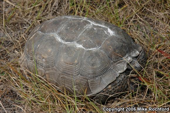 Gopher Tortoise (Gopherus polyphemus)