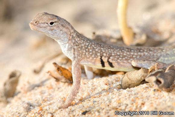 Northern Keeled Earless Lizard (Holbrookia propinqua propinqua)