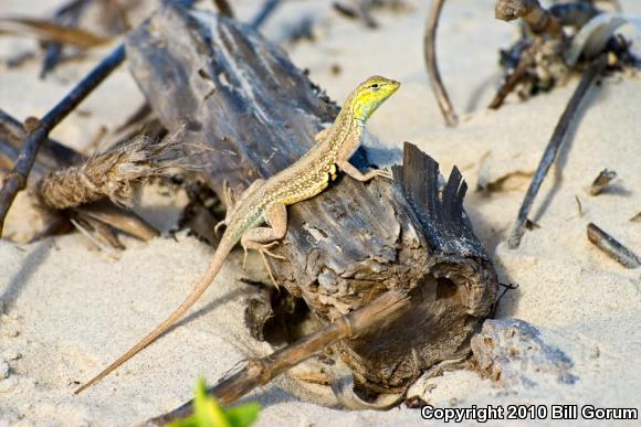 Northern Keeled Earless Lizard (Holbrookia propinqua propinqua)