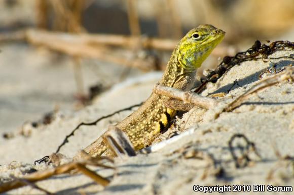 Northern Keeled Earless Lizard (Holbrookia propinqua propinqua)