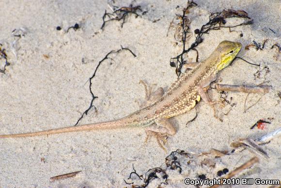 Northern Keeled Earless Lizard (Holbrookia propinqua propinqua)