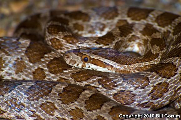 Great Plains Ratsnake (Pantherophis emoryi)