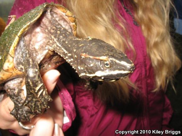 Eastern Musk Turtle (Sternotherus odoratus)