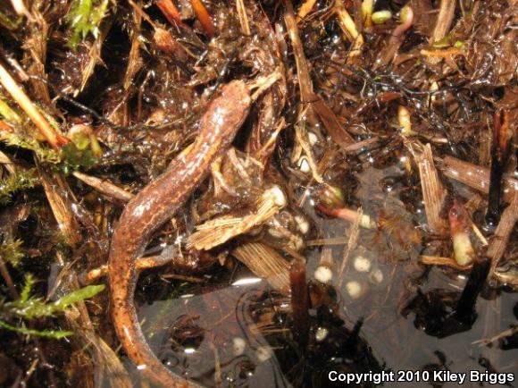 Four-toed Salamander (Hemidactylium scutatum)