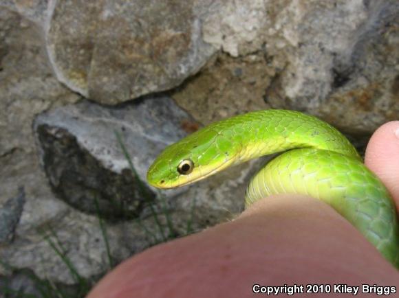 Smooth Greensnake (Opheodrys vernalis)